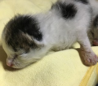 한국 고양이 무료분양