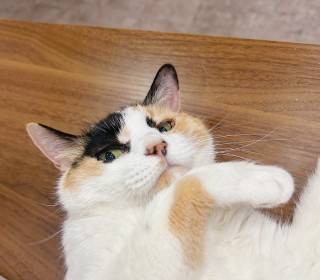 한국 고양이 무료분양