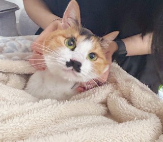 한국 고양이 무료분양