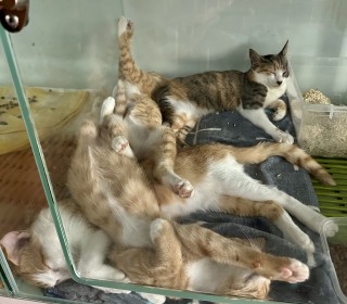 한국 고양이 무료분양