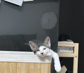 한국 고양이 무료분양
