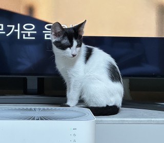 한국 고양이 무료분양