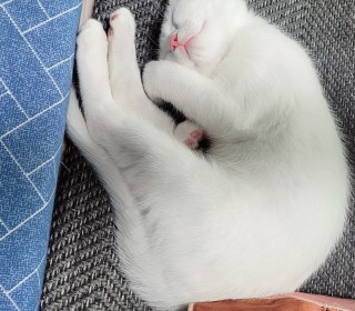한국 고양이 무료분양