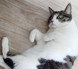 한국 고양이 무료분양