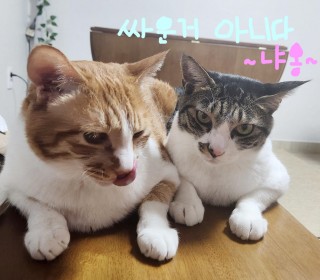 한국 고양이 무료분양