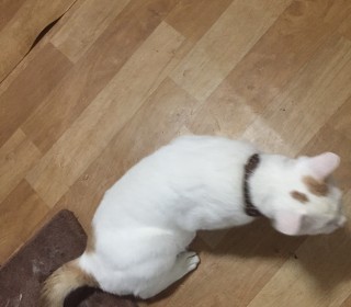 한국 고양이 무료분양