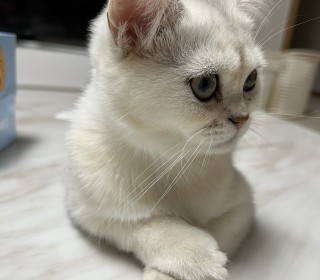 브리티쉬숏 무료분양