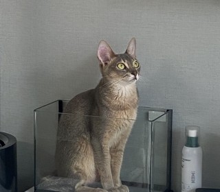 기타 무료분양