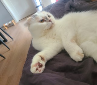 스코티쉬 폴드 무료분양