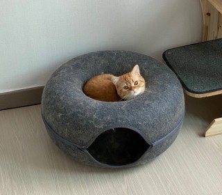 기타 무료분양