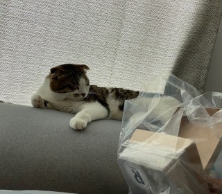 스코티쉬 폴드 무료분양