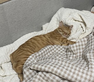 한국 고양이 무료분양