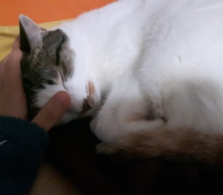 한국 고양이 무료분양
