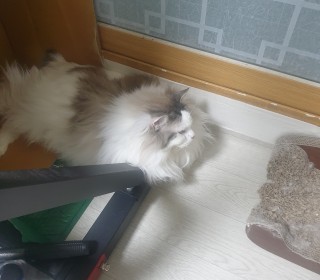 렉돌 무료분양