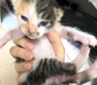 한국 고양이 무료분양
