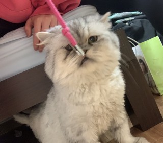 페르시안 무료분양