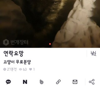 한국 고양이 무료분양