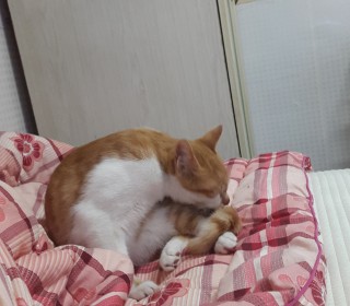 한국 고양이 무료분양