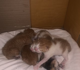 한국 고양이 무료분양
