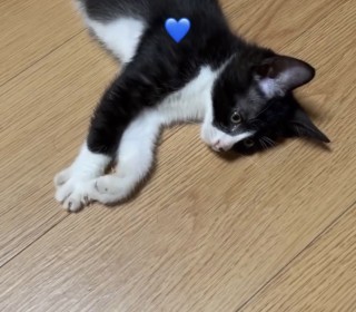 한국 고양이 무료분양