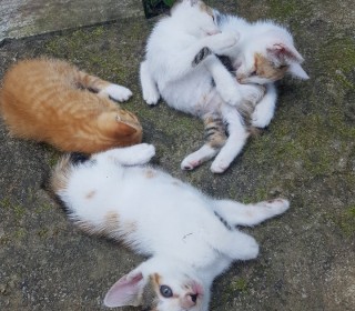 한국 고양이 무료분양