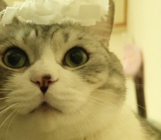 기타 무료분양