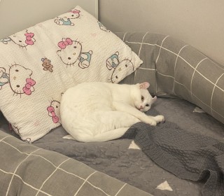 기타 무료분양