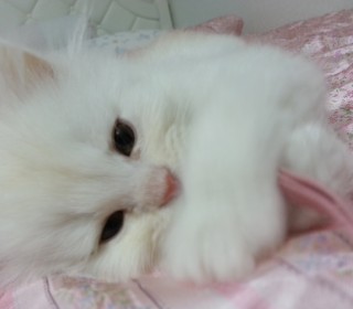 페르시안 무료분양