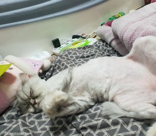 페르시안 무료분양