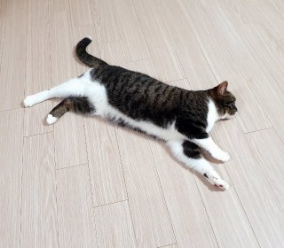 스코티쉬 폴드 무료분양