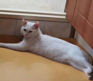 터키쉬앙고라 무료분양