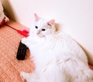 페르시안 무료분양