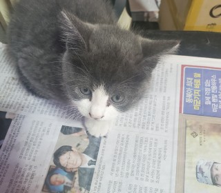 한국 고양이 무료분양