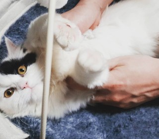 기타 무료분양