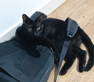 한국 고양이 무료분양