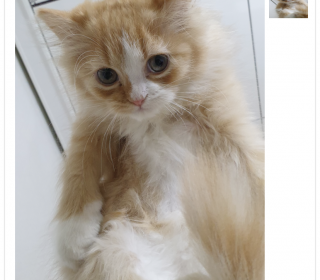 기타 무료분양