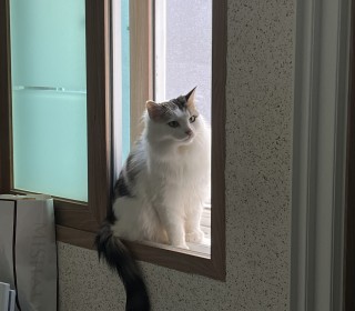노르웨이숲 무료분양