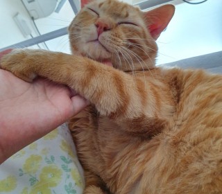 한국 고양이 무료분양