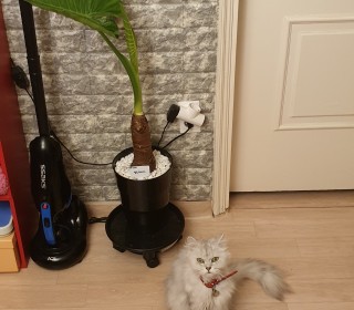 페르시안 무료분양