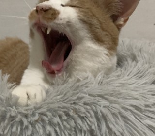 한국 고양이 무료분양