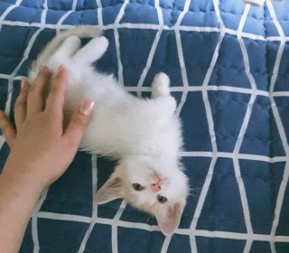 기타 무료분양