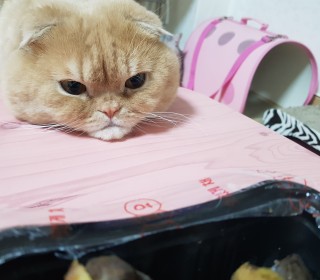 스코티쉬 폴드 무료분양