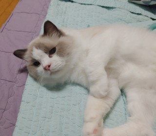 렉돌 무료분양