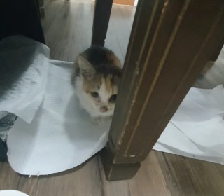 한국 고양이 무료분양
