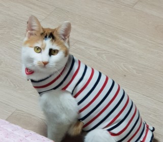 한국 고양이 무료분양