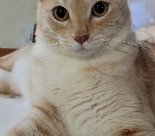 한국 고양이 무료분양