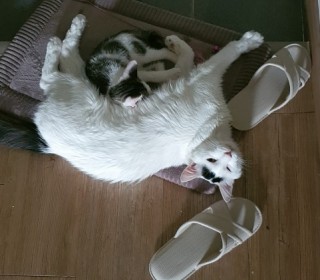 한국 고양이 무료분양