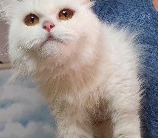 기타 무료분양