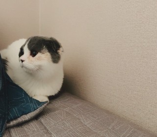  무료분양