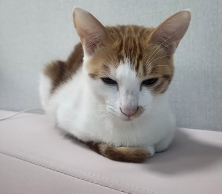 한국 고양이 무료분양
